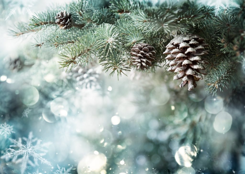 Winter christmas tree close up with pine cones