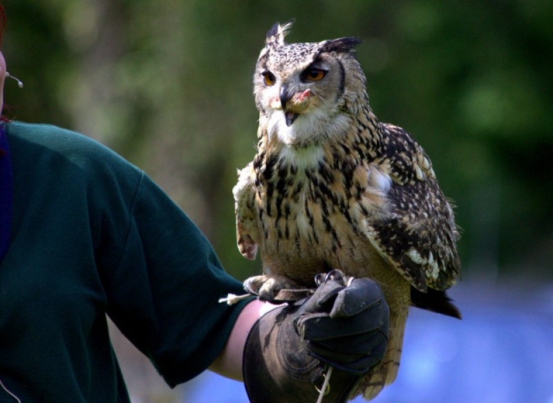 Owl at an owl centre