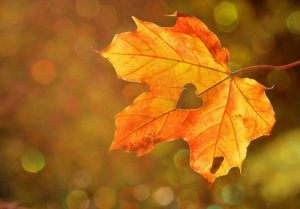 Orange leaf autumnal