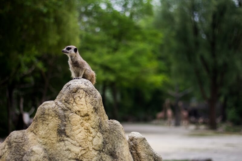 Meerkat at Wolverhampton Zoo