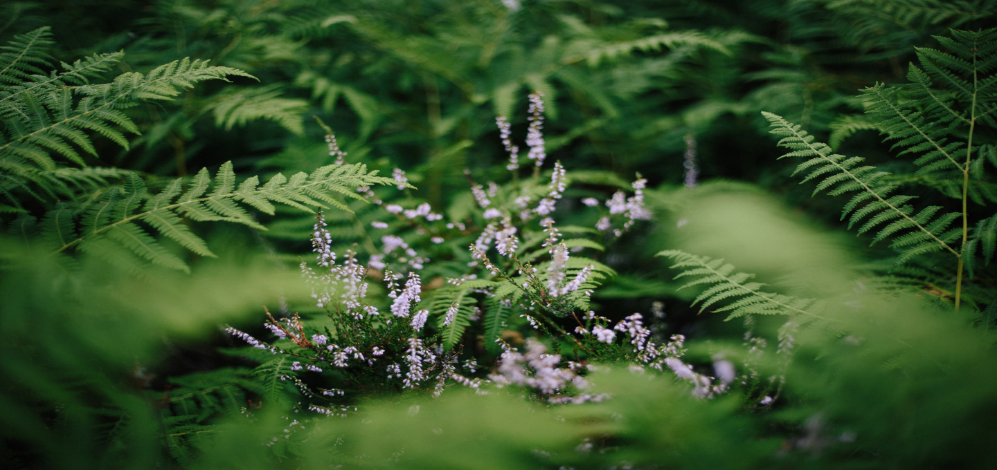 Penkridge Staffordshire plants