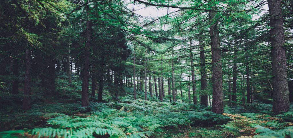 Cannock Chase Cannock